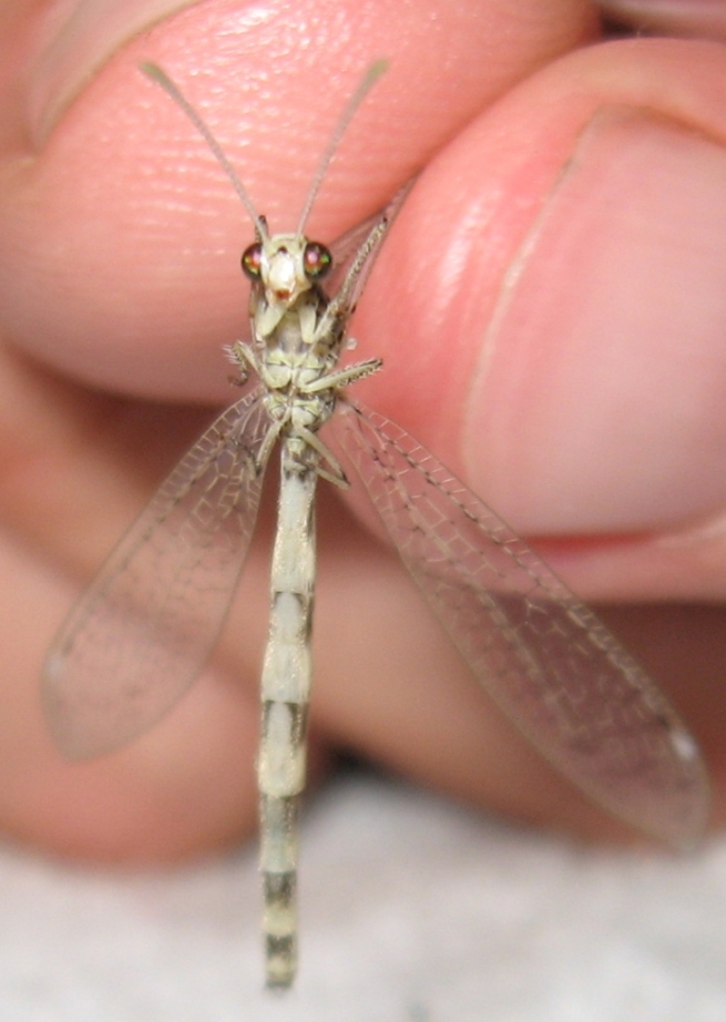 Distoleon tetragrammicus e Gymnocnemia variegata